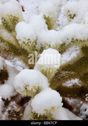 Schnee in Kalifornien Anza Borrego Desert State Park Stockfoto