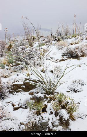 Schnee in Kalifornien Anza Borrego Desert State Park Stockfoto