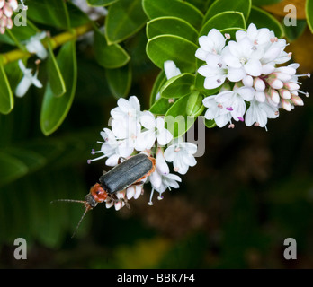 Gemeinsamen Soldat Beetle (Cantharis Fusca), UK Stockfoto