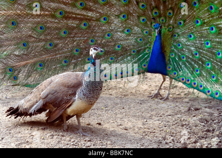 Indische blaue Pfau. Peacock.Peafowl.Cosley Zoo Stockfoto