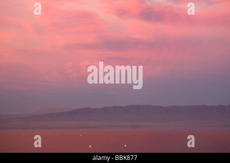 Weiße Pelikane bei Sonnenuntergang auf dem Salton Sea-Kalifornien Stockfoto