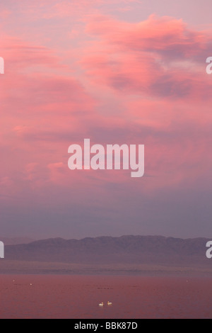 Weiße Pelikane bei Sonnenuntergang auf dem Salton Sea-Kalifornien Stockfoto