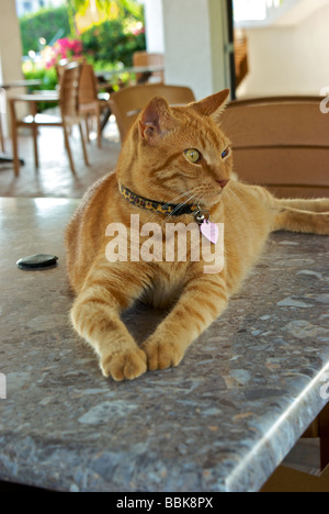 Regal orange Tabby Katze liegen am Tisch im Restaurant im Tarpon Inn Marina Motel in Key Largo Stockfoto