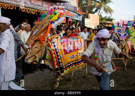 Indische hindu Bullock Festival um die Kühe zu segnen. Kühe sind verkleidet und verarbeitet, um den lokalen Tempel. Stockfoto