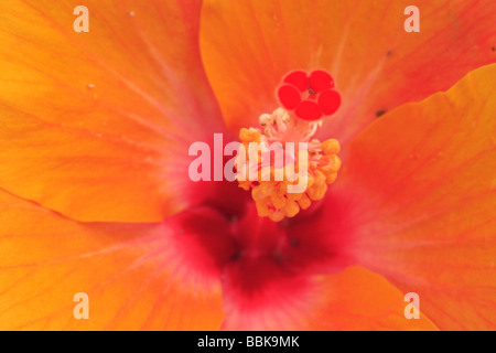 Wilde und bunte Hibiskus von tropischen Land von Malaysia Stockfoto