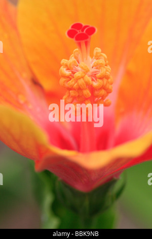 Wilde und bunte Hibiskus von tropischen Land von Malaysia Stockfoto