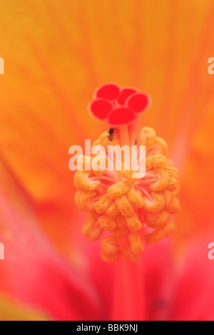 Wilde und bunte Hibiskus von tropischen Land von Malaysia Stockfoto