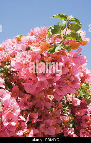 Rosa Bougainvillea-Blüten gegen blauen Himmel Stockfoto