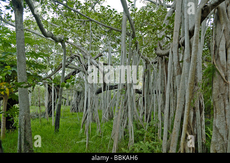 Indien, Tamil Nadu, Chennai (Madras). Ficus Bengalensis. Der größte Banyan-Baum in der Welt. Stockfoto