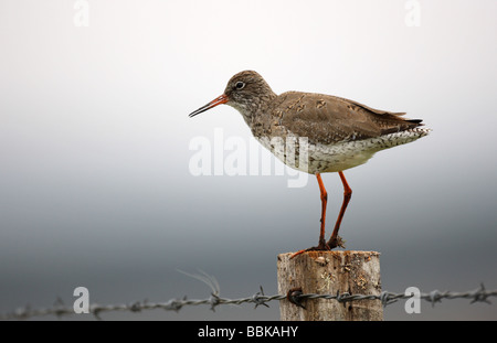 Rotschenkel Tringa Totanus stehend auf einem alten Holzzaun post Stockfoto