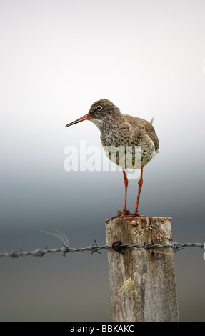 Rotschenkel Tringa Totanus stehend auf einem alten Holzzaun veröffentlichen wir auf der linken Seite Stockfoto