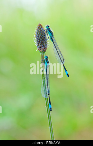 Blau-tailed Damselfly (Ischnura Elegans) Stockfoto