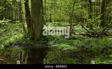 Frühling Laub Stand von Białowieża Wald Landschaftsschutzgebiet mit zwei alten Bäumen im Vordergrund Stockfoto