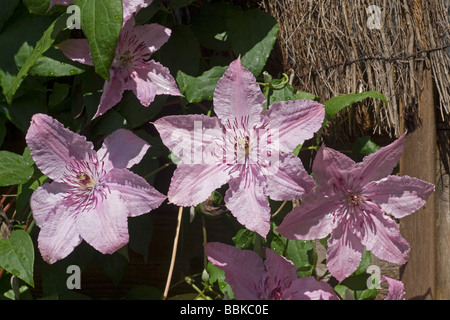 Clematis 'Hagley Hybrid' große Blüten bis zu 15cm in Shell Pink mit kontrastierenden dunklen roten Staubbeuteln. Sehr reichblühend Stockfoto