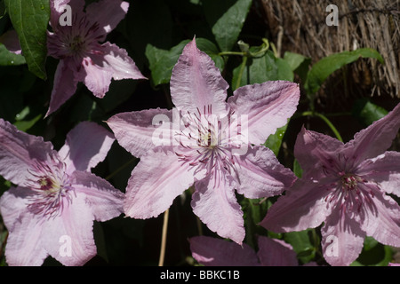 Clematis 'Hagley Hybrid' große Blüten bis zu 15cm in Shell Pink mit kontrastierenden dunklen roten Staubbeuteln. Sehr reichblühend Stockfoto
