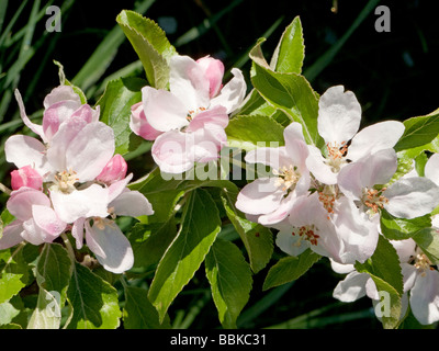 Blüten und Blätter von Cox s Orange Pippin Apfel Baum Malus domestica Stockfoto