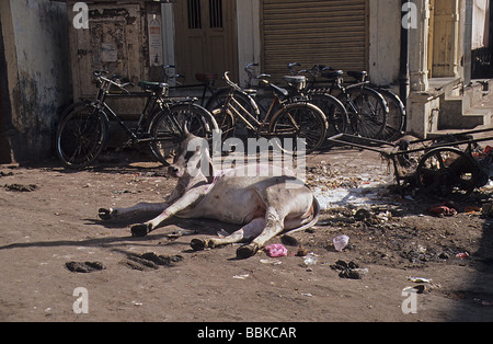 Ahmedabad, Gujarat, Indien, Kuh auf der Straße liegen Stockfoto