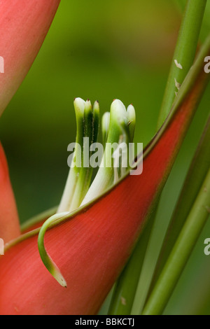 Hummer-Kralle-Blüte Stockfoto