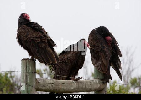 Drei der Türkei Geier, Point Reyes National Seashore, Kalifornien, USA Stockfoto