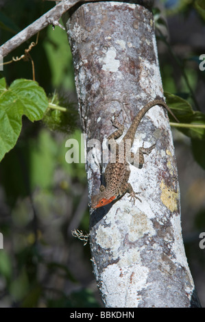 Lava Eidechse Microlophus Grayi kann Flamingo Lagune Punta Cormoran Cormorant Floreana Galapagos Ecuador Pazifischen Ozean Stockfoto