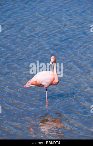 Größere Flamingo (Phoenicopterus Ruber) Punta Cormoran (Kormoran) Floreana Galapagos Ecuador Pazifik Südamerika Stockfoto