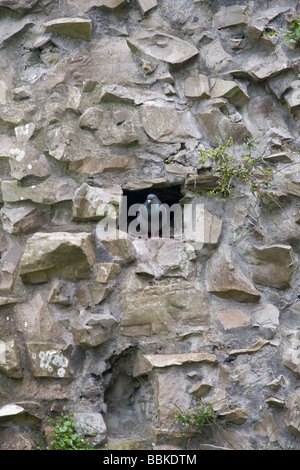 Taube sitzen in Loch in Wand, Trim Castle, Trim, Co Meath, Irland Stockfoto
