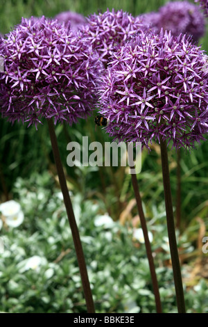 Biene auf einer Allium Giganteum, Riesen Zwiebel Blume Stockfoto