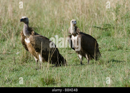 Ruppel s Griffon Rueppells Griffon Vulture abgeschottet Rueppellii Masai Mara NATIONAL RESERVE Kenia in Ostafrika Stockfoto