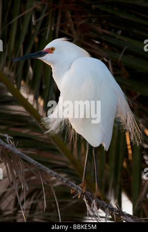 Snowy Reiher auf einem Palm-Baum bei Sonnenuntergang, Palo Alto Baylands, Kalifornien, USA Stockfoto