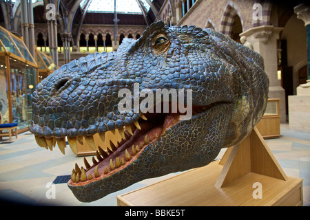 Dinosauriermodell im Oxford University Museum of Natural History England Stockfoto