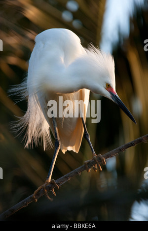 Snowy Reiher auf einem Palm-Baum bei Sonnenuntergang, Palo Alto Baylands, Kalifornien, USA Stockfoto