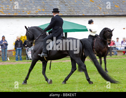Black Morgan Horse Hengst geritten von einem Mann in traditioneller Kleidung mit einer Frau Morgan Hengst im Hintergrund Stockfoto