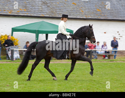 Black Morgan Horse Hengst geritten von einer Frau in traditioneller Kleidung Stockfoto