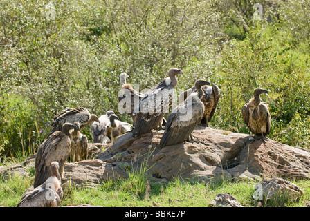 Ruppel s Griffon Rueppells Griffon Vulture abgeschottet Rueppellii Masai Mara NATIONAL RESERVE Kenia in Ostafrika Stockfoto