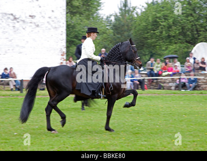 Black Morgan Horse Hengst geritten von einer Frau in traditioneller Kleidung Stockfoto