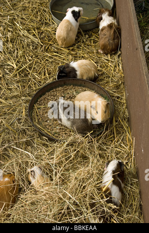 Eine Familie von Meerschweinchen Fütterung genießen Stockfoto