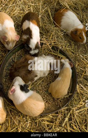 Eine Familie von Meerschweinchen Fütterung genießen Stockfoto