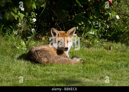 Verschlafene Fuchs ruht im Stadtgarten, Surbiton, Surrey, UK Stockfoto