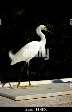 Closeup Portrait von Snowy Reiher Egretta unaufger auf Fisch Reinigungsstation Stockfoto