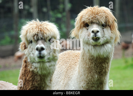 Alapca auf einer Farm in sussex Stockfoto