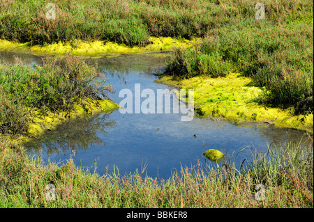 Das Bolsa Chica Ecological Reserve - ein State Marine Conservation Area (SMCA), Huntington Beach CA Stockfoto