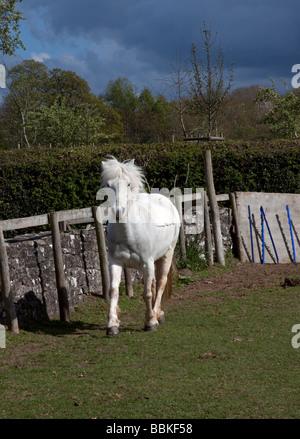 Weiße Eriskay Pony Stute Stockfoto