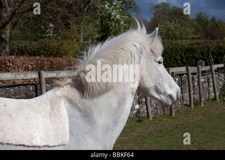 Weiße Eriskay Pony Stute Stockfoto