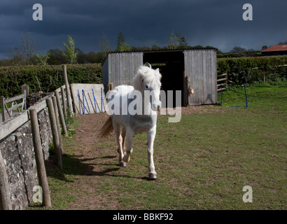 Weiße Eriskay Pony Stute Stockfoto