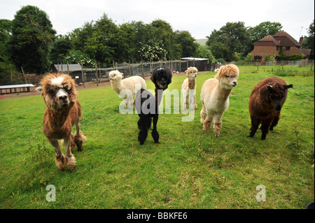 Eine Gruppe von Alpaka, eines davon auf einer Farm in Sussex geschoren worden Stockfoto