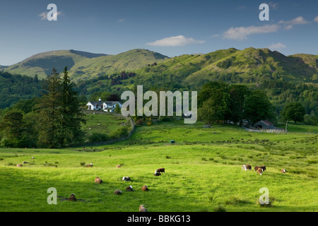 Nach Langdale Hügel aus der Nähe von Skelwith Bridge mit Schafe weiden in einem Feld Stockfoto