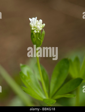 Waldmeister Galium odoratum Stockfoto