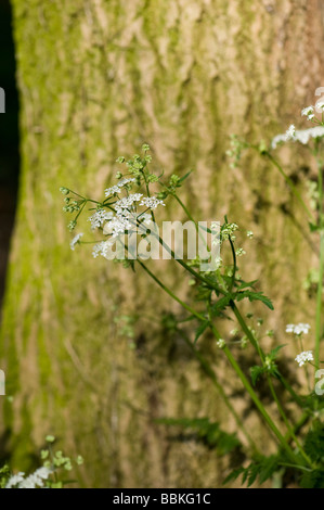 Kuh Petersilie Anthriscus sylvestris Stockfoto