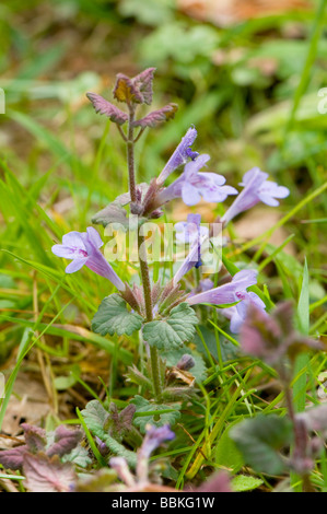 Ground Ivy Glechoma hederacea Stockfoto