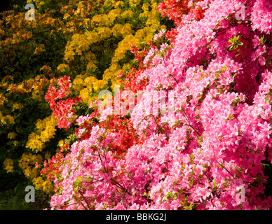 Azaleen in voller Blüte Stockfoto